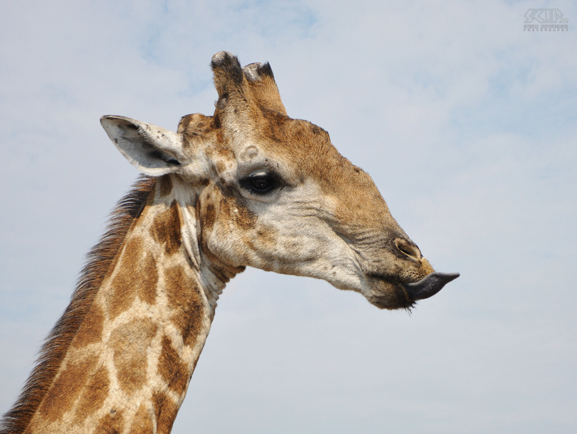 Etosha - Ngobib - Giraf  Stefan Cruysberghs